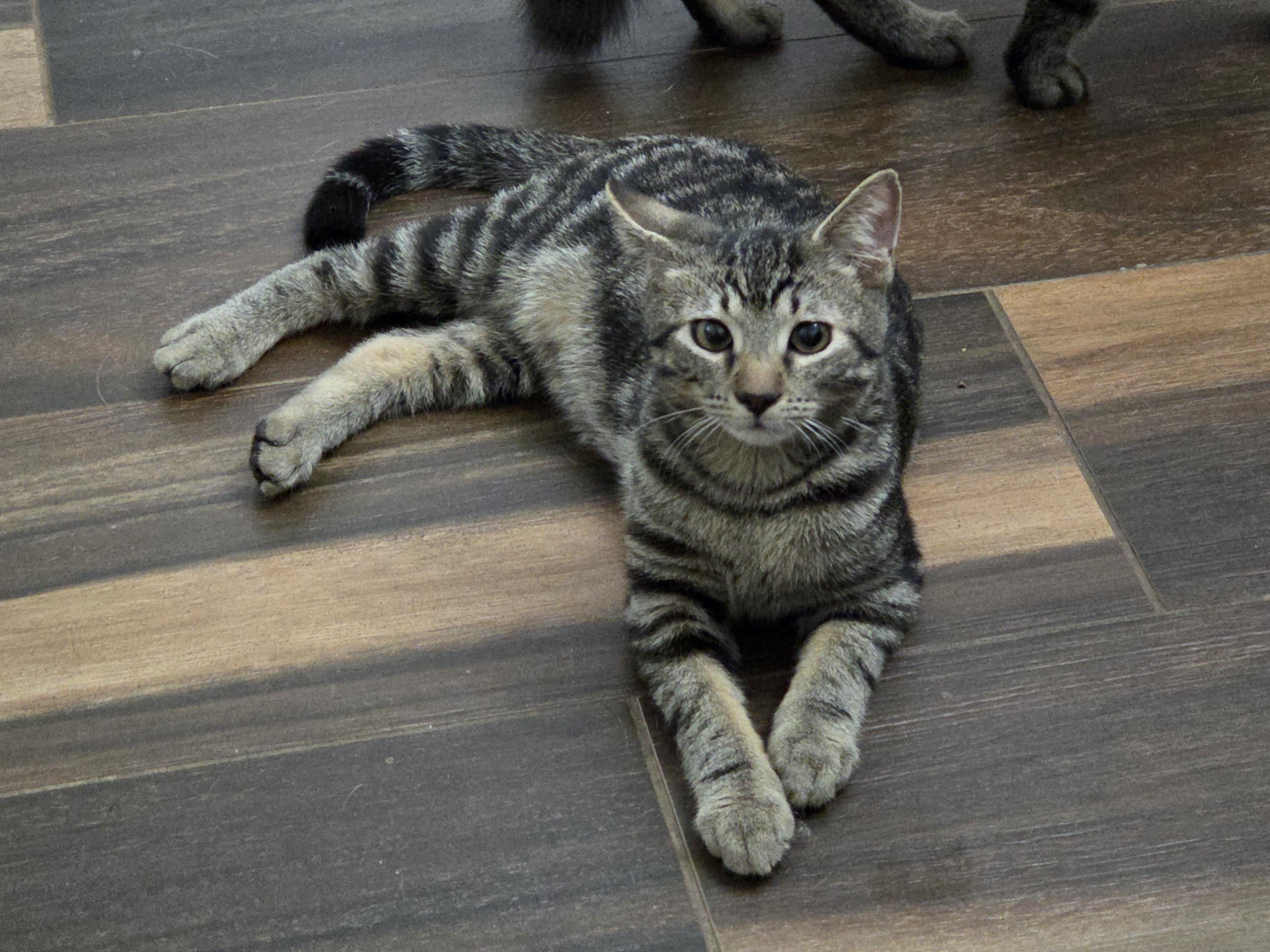 Enlarge Lilo & Stitch , a ADOPTABLE mixed breed in Hagerstown, MD image 5/5