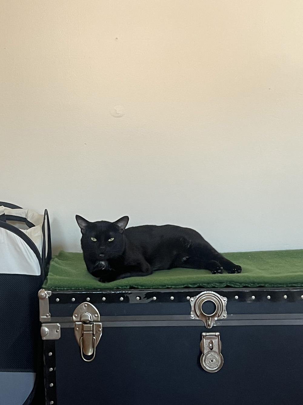Enlarge Phantom, a ADOPTABLE American Shorthair in Brooklyn, NY image 2/5