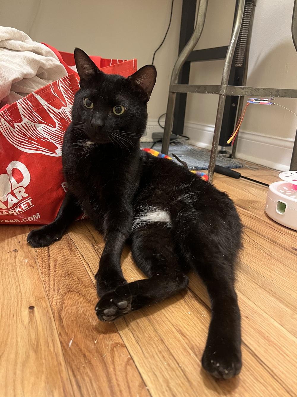 Phantom, ADOPTABLE, Adult Male American Shorthair.