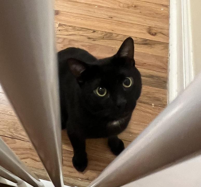 Enlarge Phantom, a ADOPTABLE American Shorthair in Brooklyn, NY image 3/5
