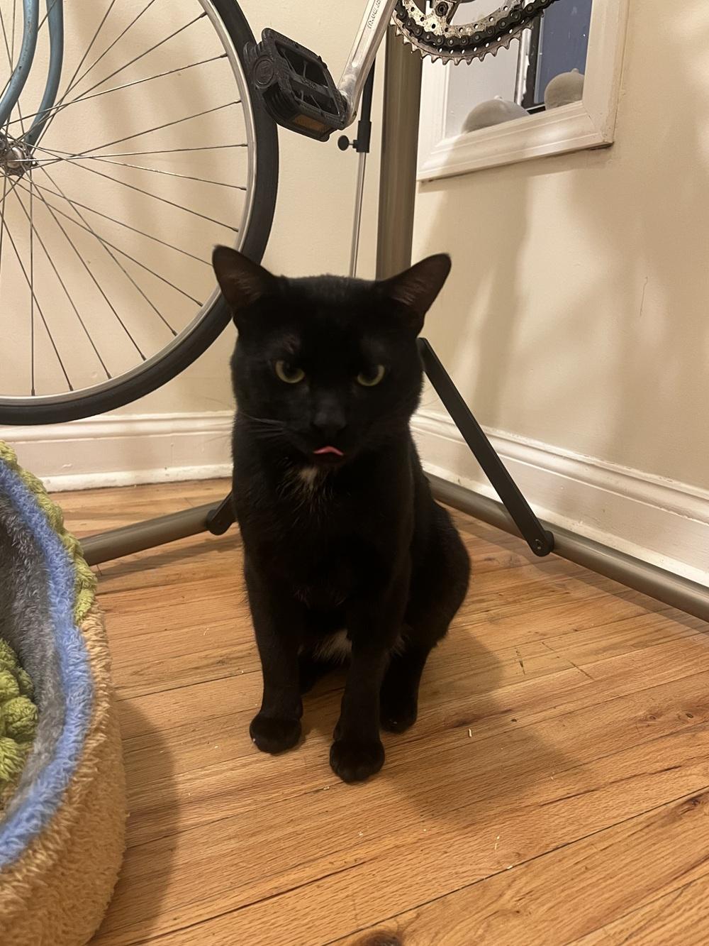 Enlarge Phantom, a ADOPTABLE American Shorthair in Brooklyn, NY image 4/5