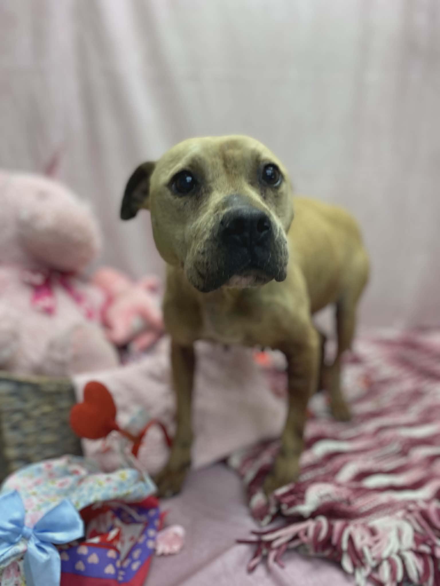 Lyra, a ADOPTABLE mixed breed in Statesboro, GA image 4/4