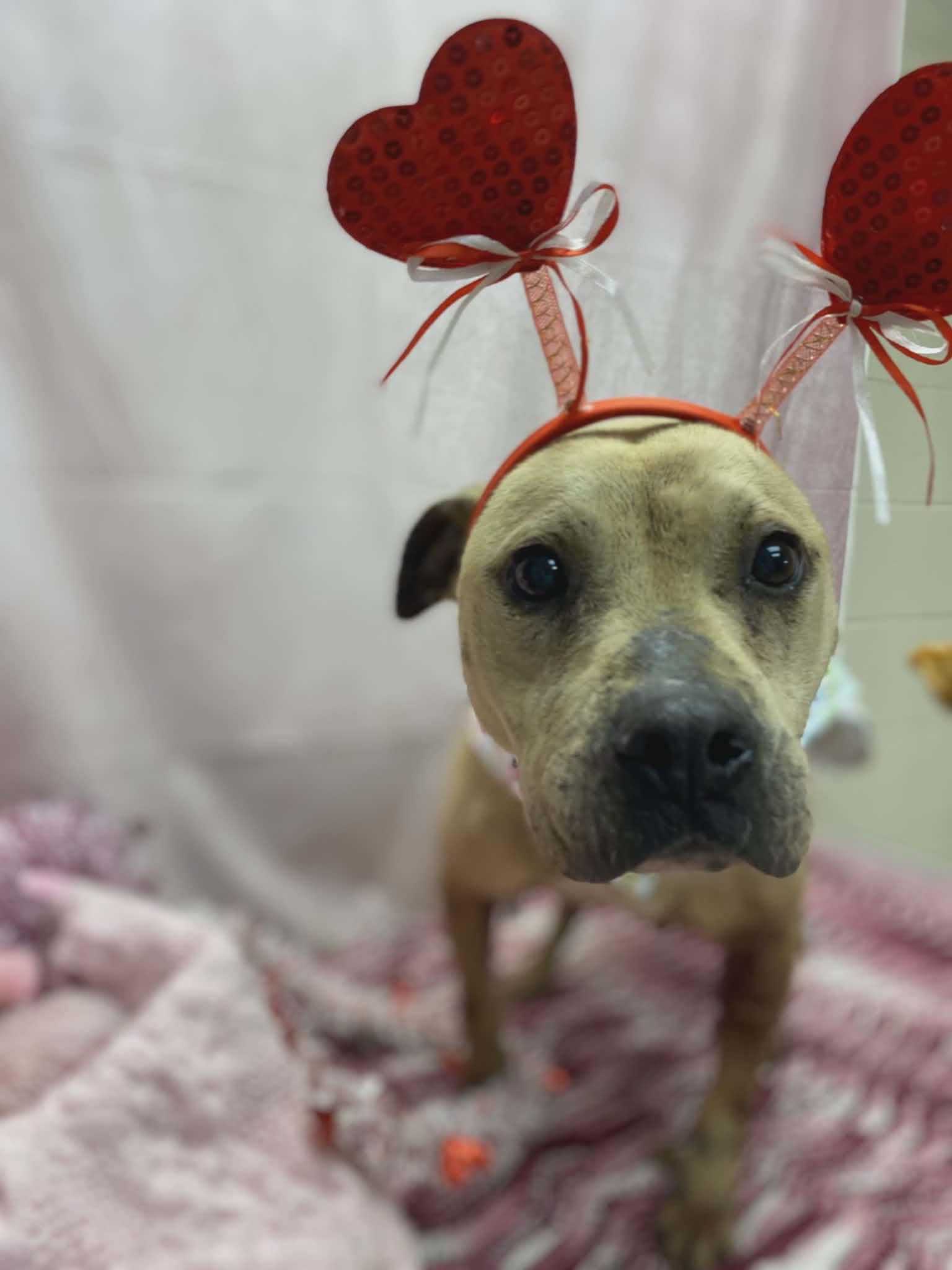 Lyra, a ADOPTABLE mixed breed in Statesboro, GA image 1/4