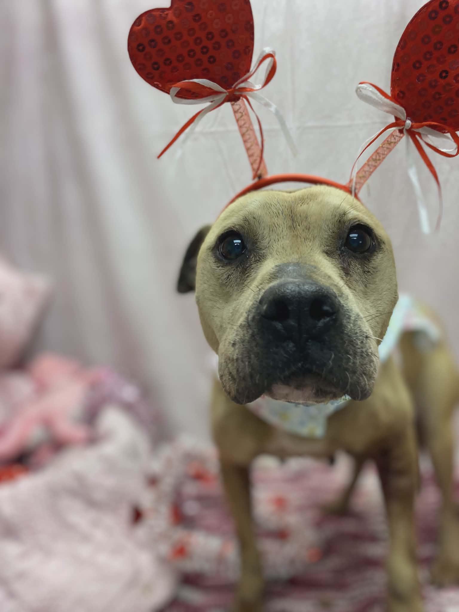 Lyra, a ADOPTABLE mixed breed in Statesboro, GA image 3/4