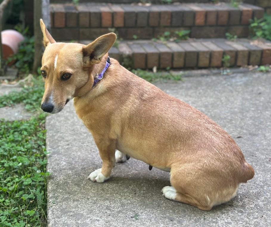 Enlarge Polly, a ADOPTABLE mixed breed in Joppa, AL image 2/5
