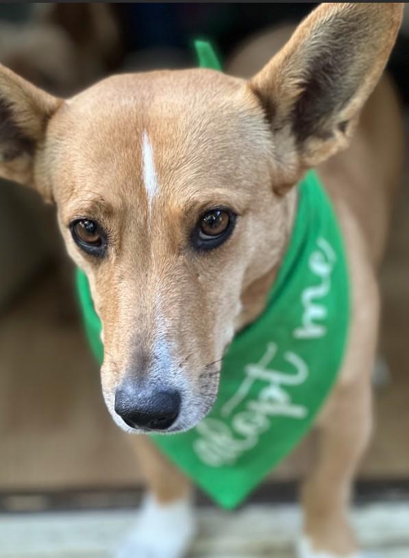 Enlarge Polly, a ADOPTABLE mixed breed in Joppa, AL image 4/5