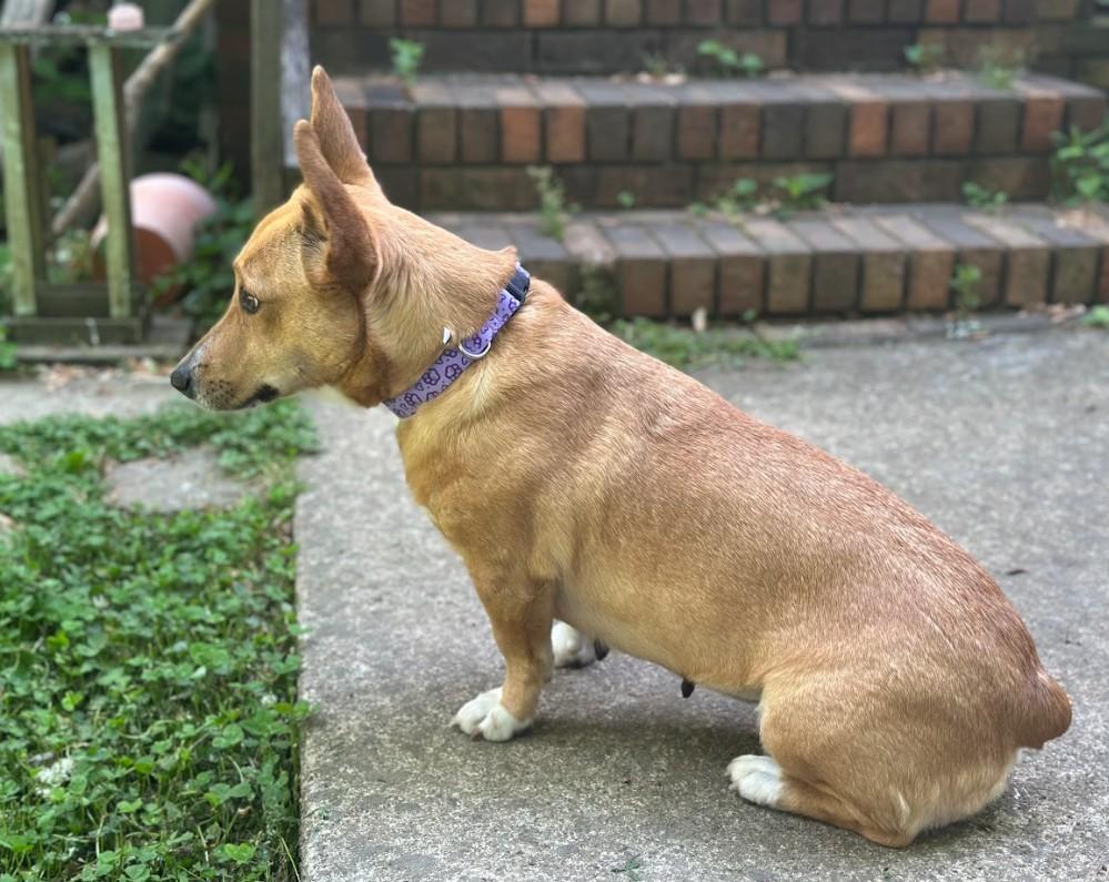 Enlarge Polly, a ADOPTABLE mixed breed in Joppa, AL image 5/5