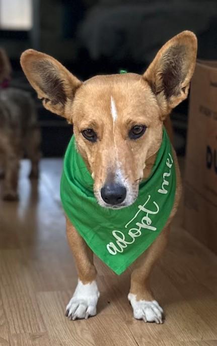 Enlarge Polly, a ADOPTABLE mixed breed in Joppa, AL image 1/5