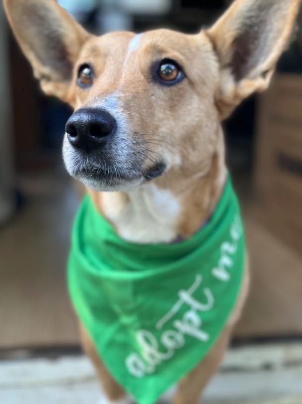 Enlarge Polly, a ADOPTABLE mixed breed in Joppa, AL image 3/5