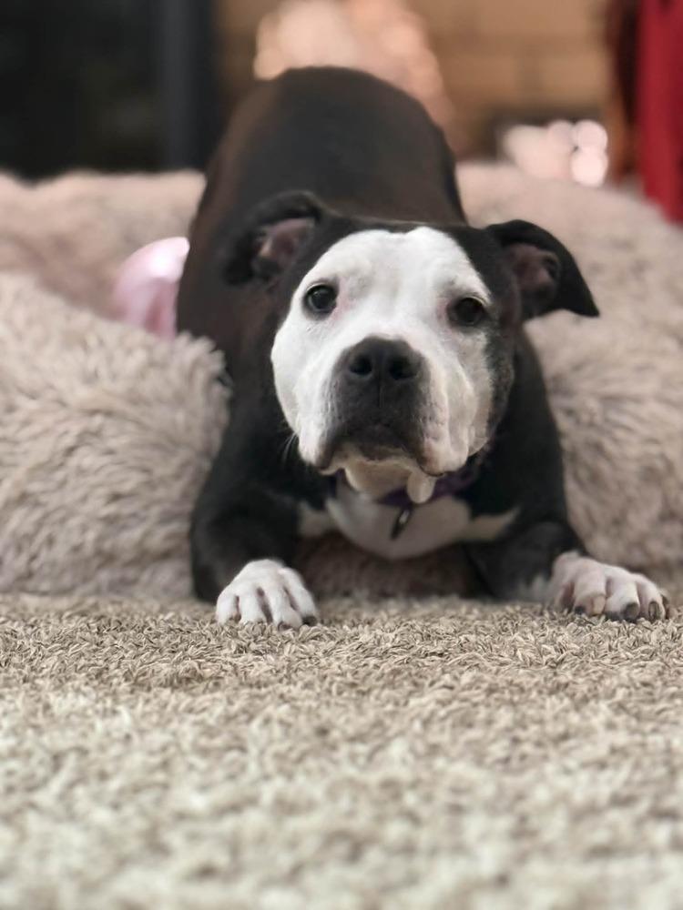 Enlarge Tula, a Adoptable Pit Bull Terrier in New Baltimore, MI image 1/1