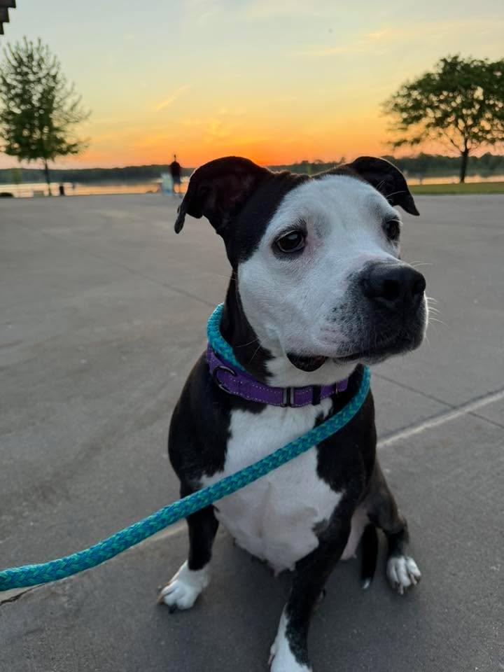 Tula, Adoptable, Adult Female Pit Bull Terrier.
