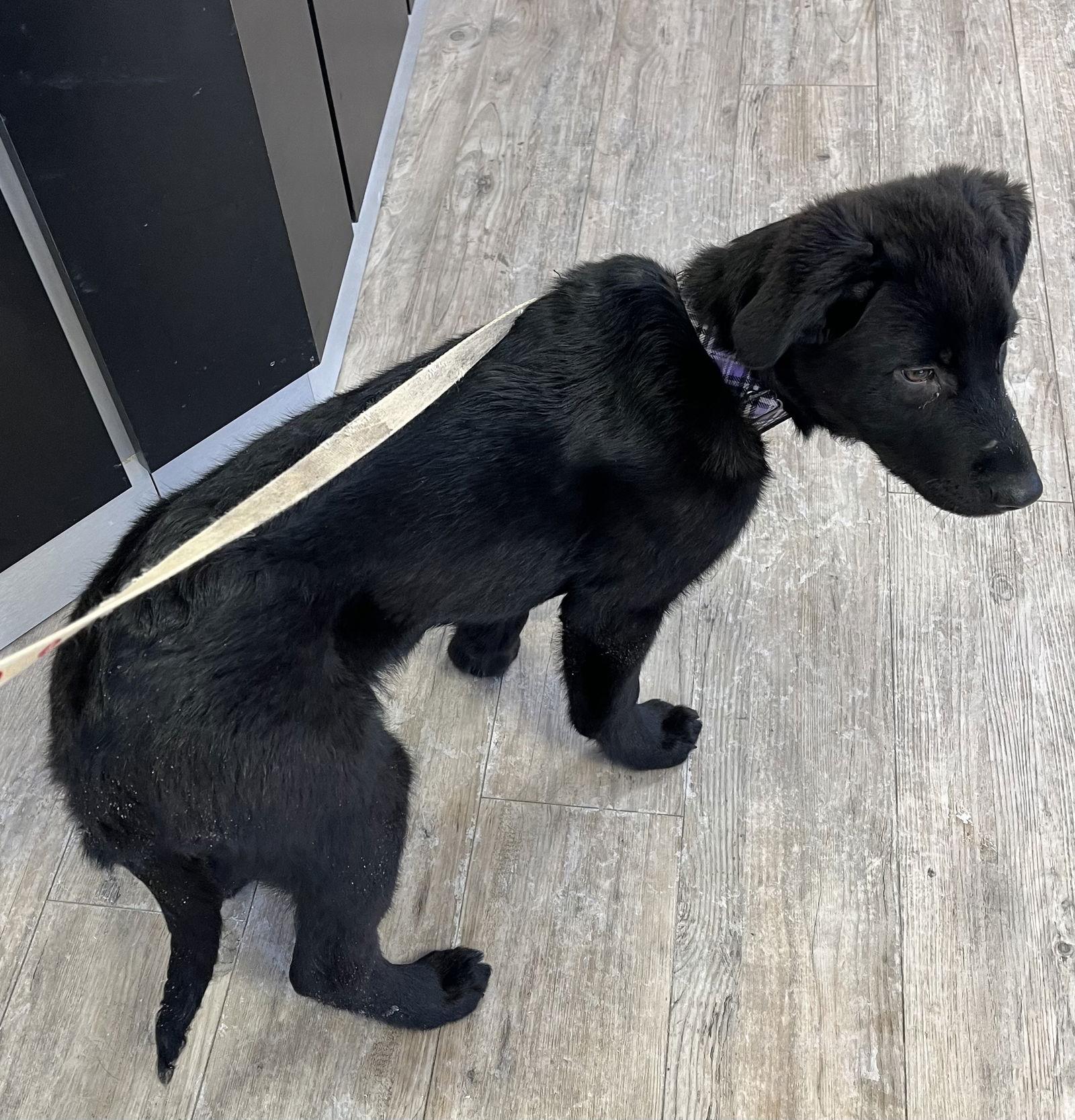 Enlarge CIABATTA, a Adopted mixed breed in Minesing, ON image 1/3