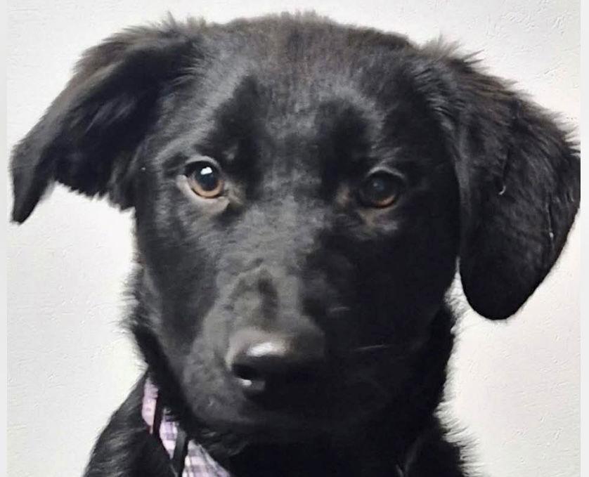 Enlarge CIABATTA, a Adopted mixed breed in Minesing, ON image 2/3