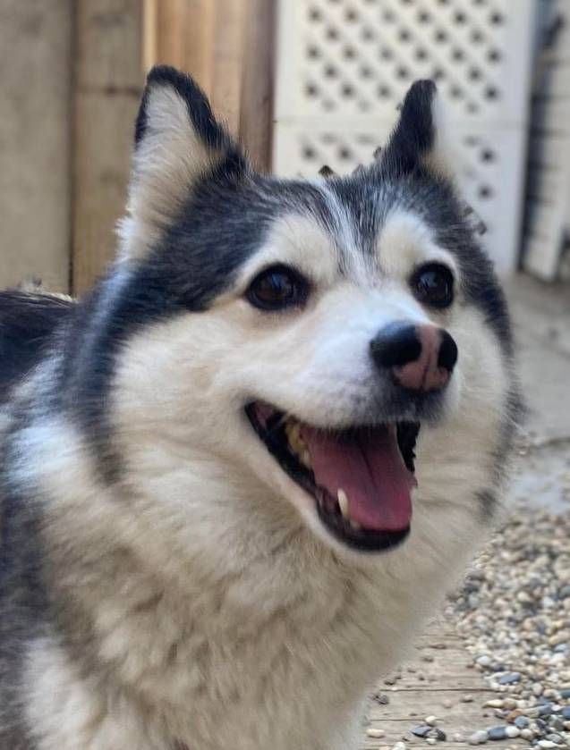 Cary, Adoptable, Adult Female Pomsky.
