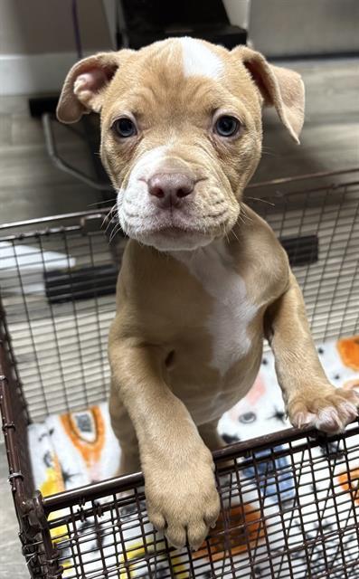 Enlarge LOVE, a Adoptable mixed breed in Redlands, CA image 1/1