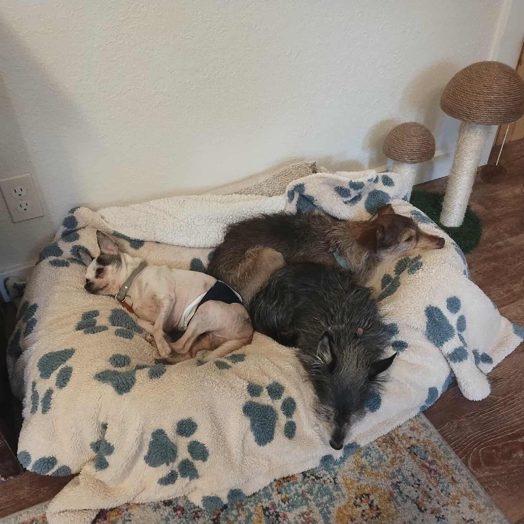 Pops - 59432, Adoptable, Senior Male Chihuahua.