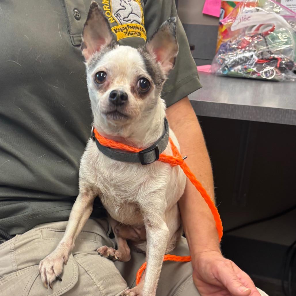 Enlarge Pops - 59432, a Adoptable Chihuahua in Bend, OR image 2/6