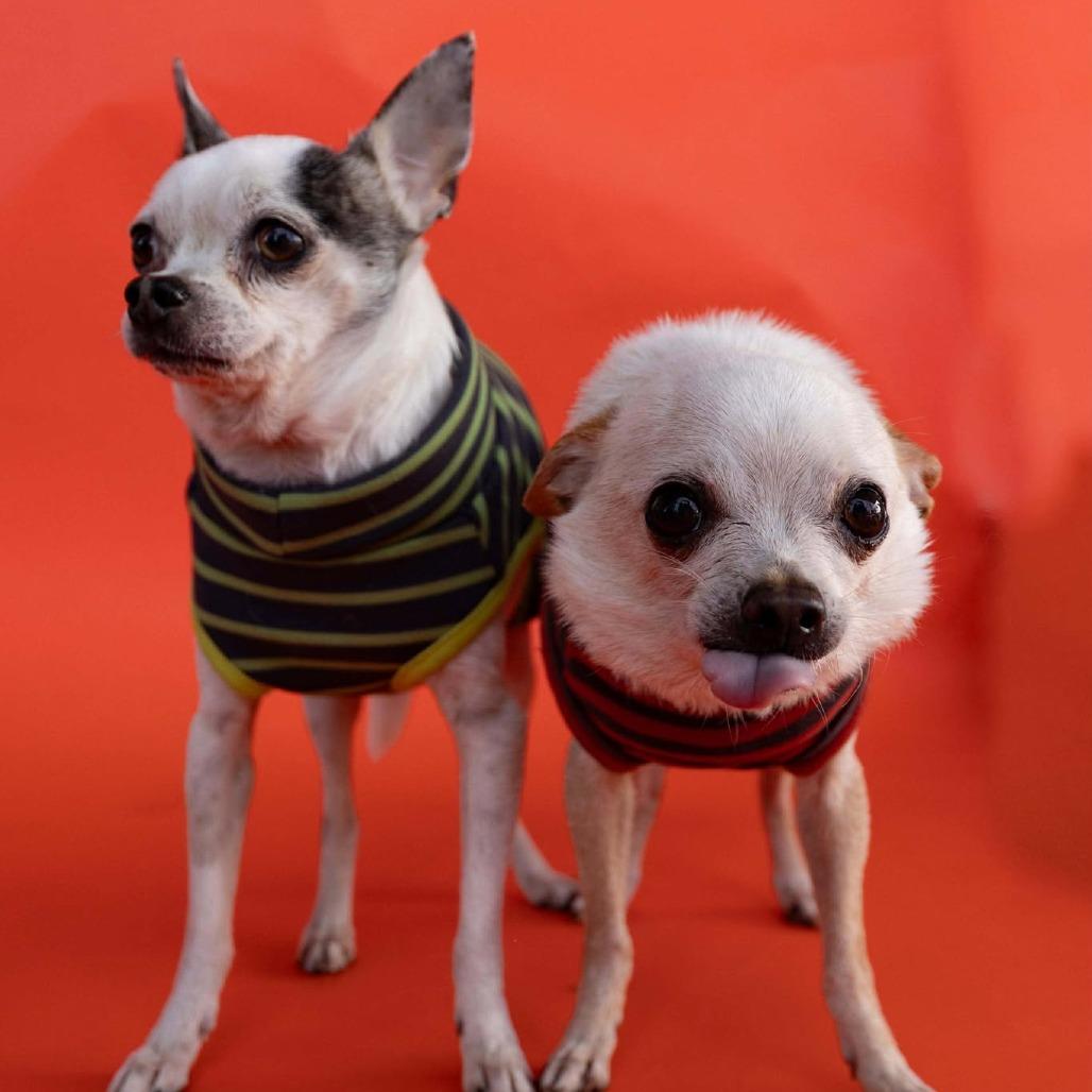 Enlarge Pops - 59432, a Adoptable Chihuahua in Bend, OR image 4/6