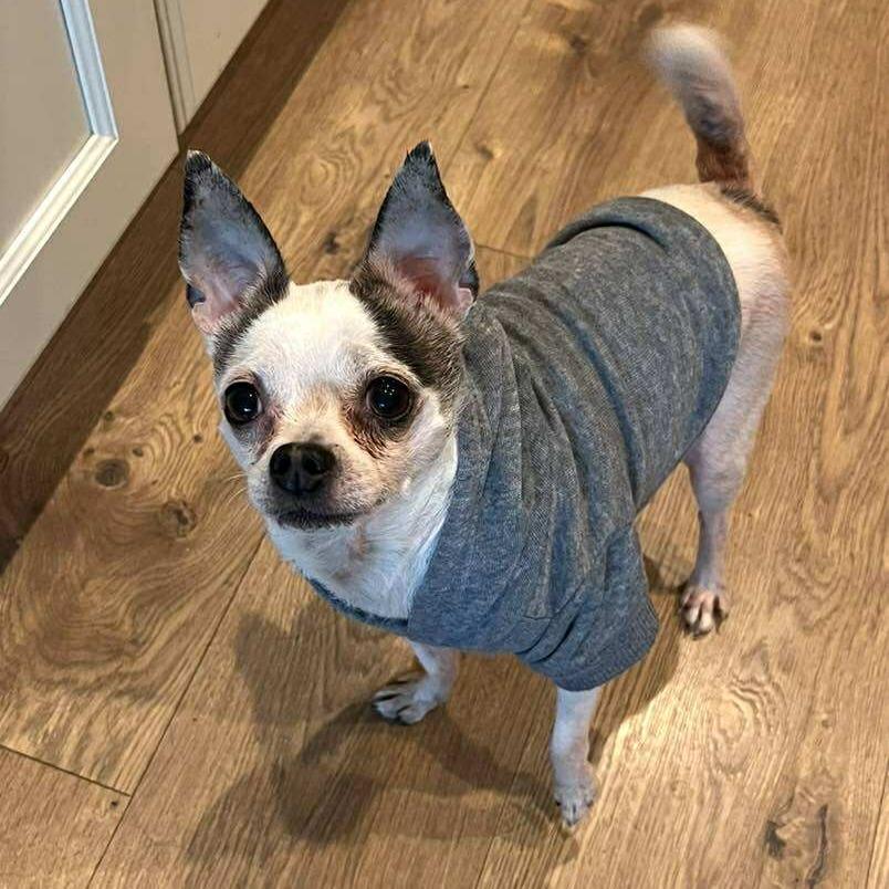 Enlarge Pops - 59432, a Adoptable Chihuahua in Bend, OR image 5/6