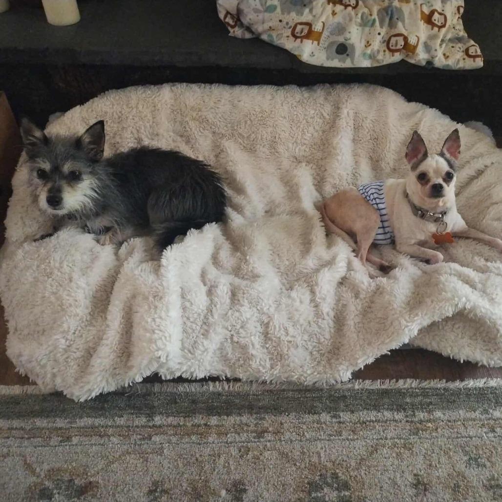 Enlarge Pops - 59432, a Adoptable Chihuahua in Bend, OR image 6/6