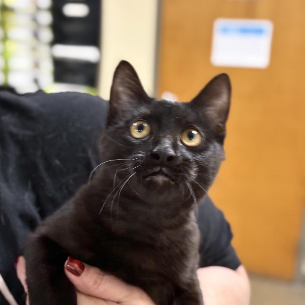 Enlarge Jolene, a Adoptable Domestic Short Hair in Palestine, TX image 1/2