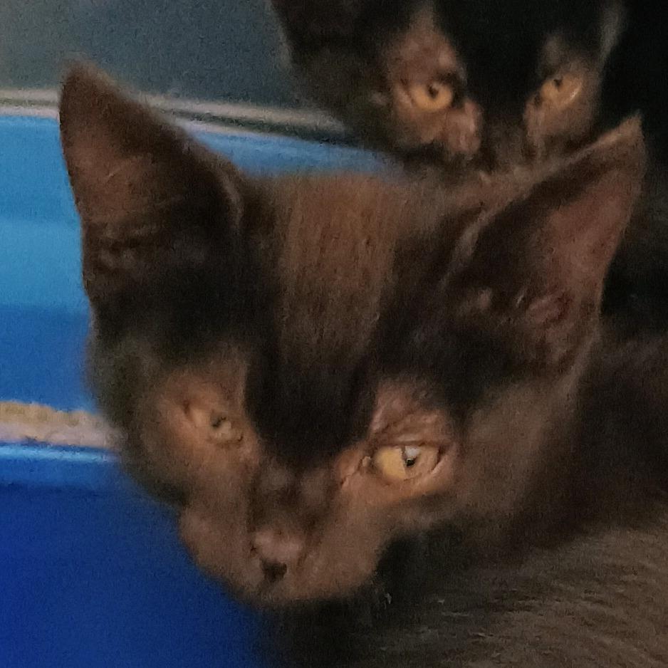 Enlarge Jolene, a Adoptable Domestic Short Hair in Palestine, TX image 2/2