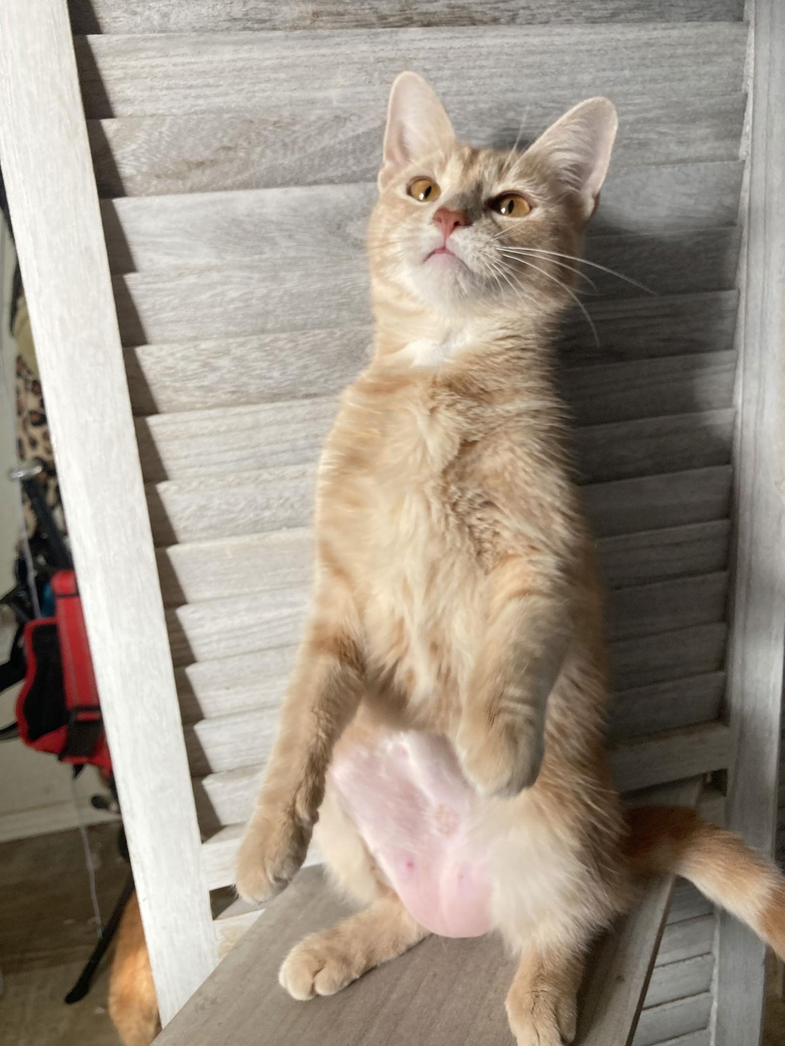 Curry, a Adoptable mixed breed in San Diego, CA image 1/3