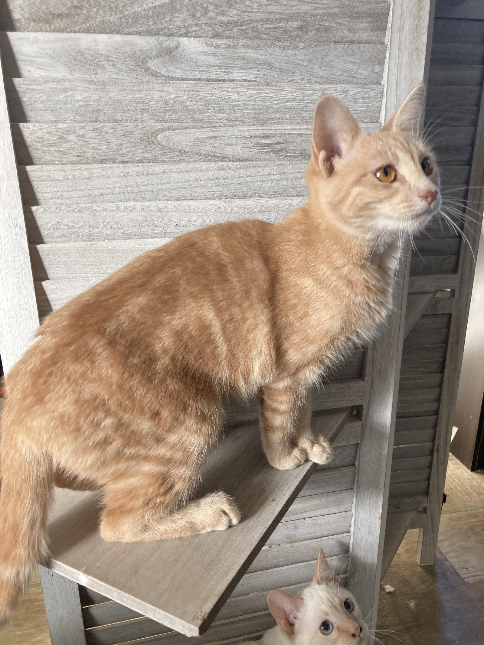 Enlarge Curry, a Adoptable mixed breed in San Diego, CA image 2/3