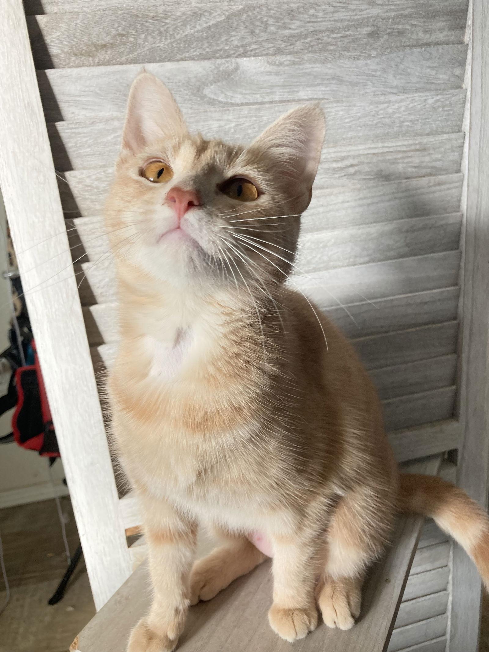 Curry, a Adoptable mixed breed in San Diego, CA image 3/3