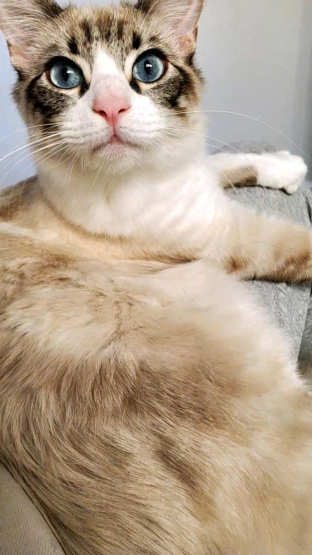 Preston (Priya), ADOPTABLE, Young Male Siamese.