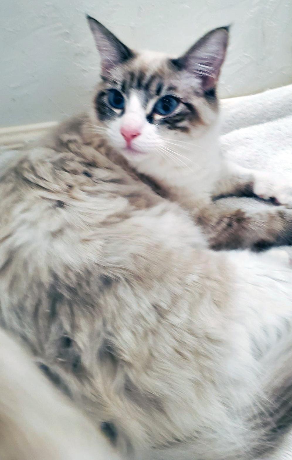 Preston (Priya), a ADOPTABLE mixed breed in Davis, CA image 2/2