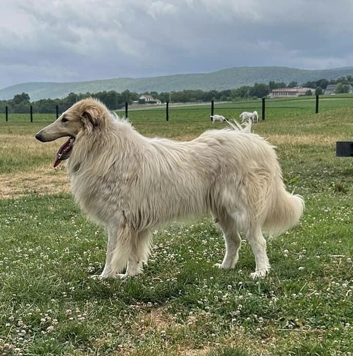 Tide - ADOPTED, Adopted, Adult Male Rough Collie.
