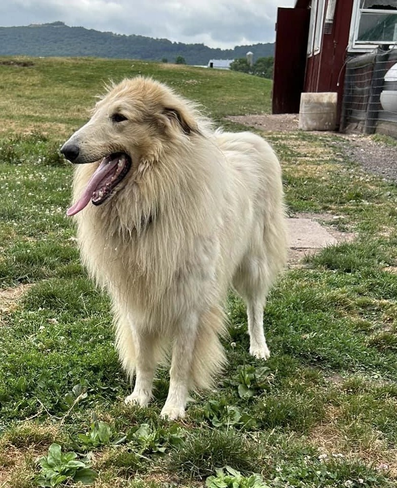 Tide - ADOPTED, a Adopted Rough Collie in Souderton, PA image 2/3