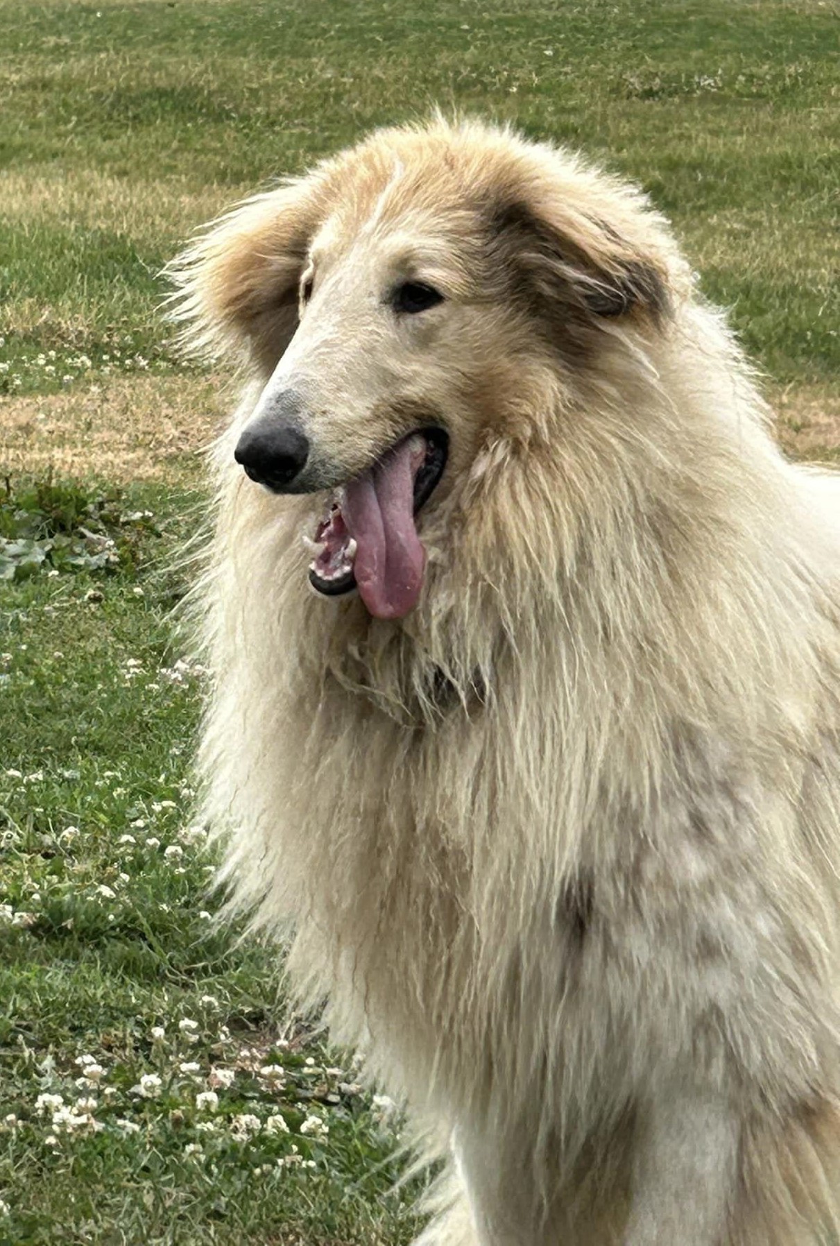 Tide - ADOPTED, a Adopted Rough Collie in Souderton, PA image 3/3