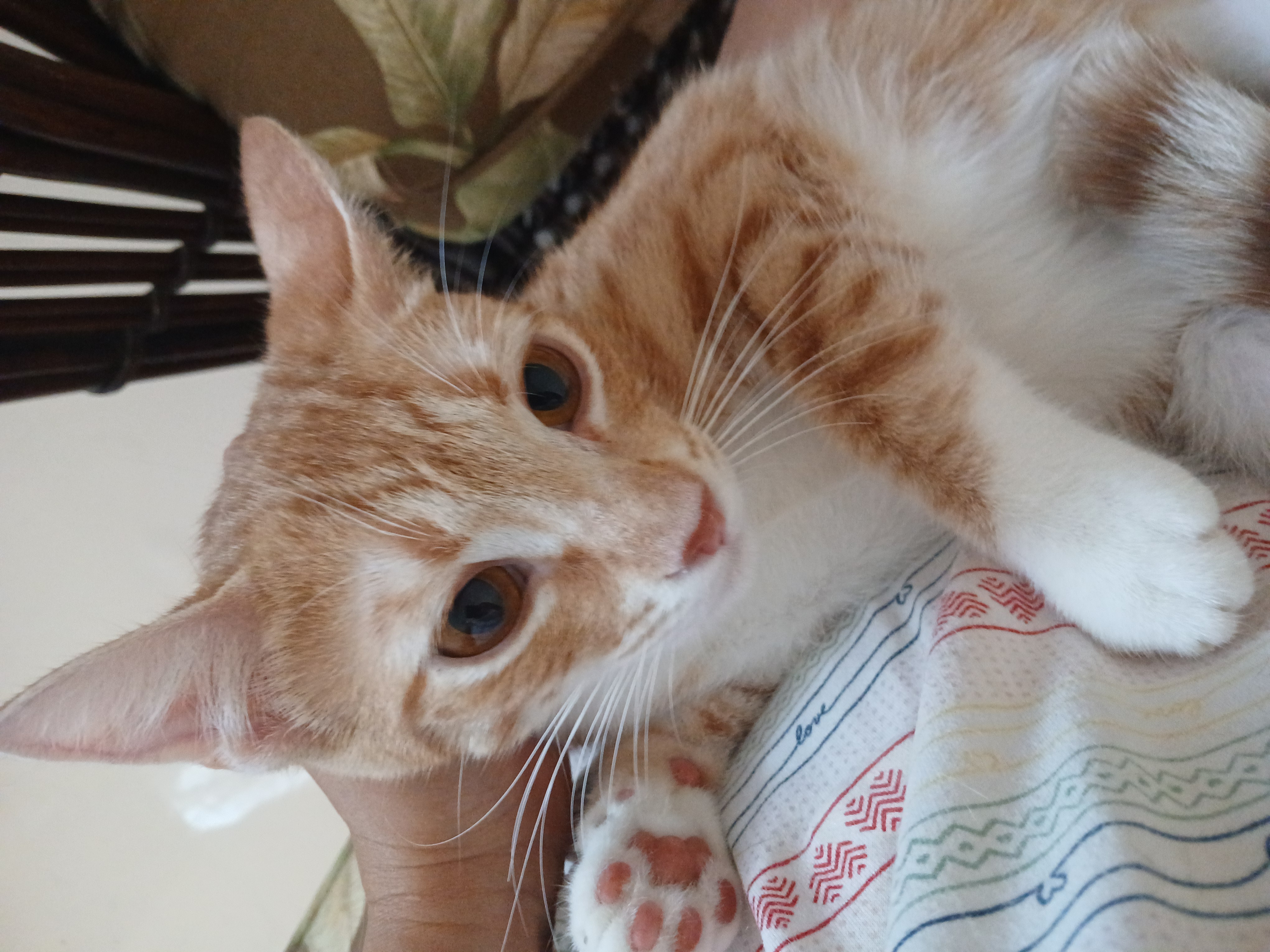 Apricot, a hold mixed breed in Desert Hot Springs, CA image 1/4