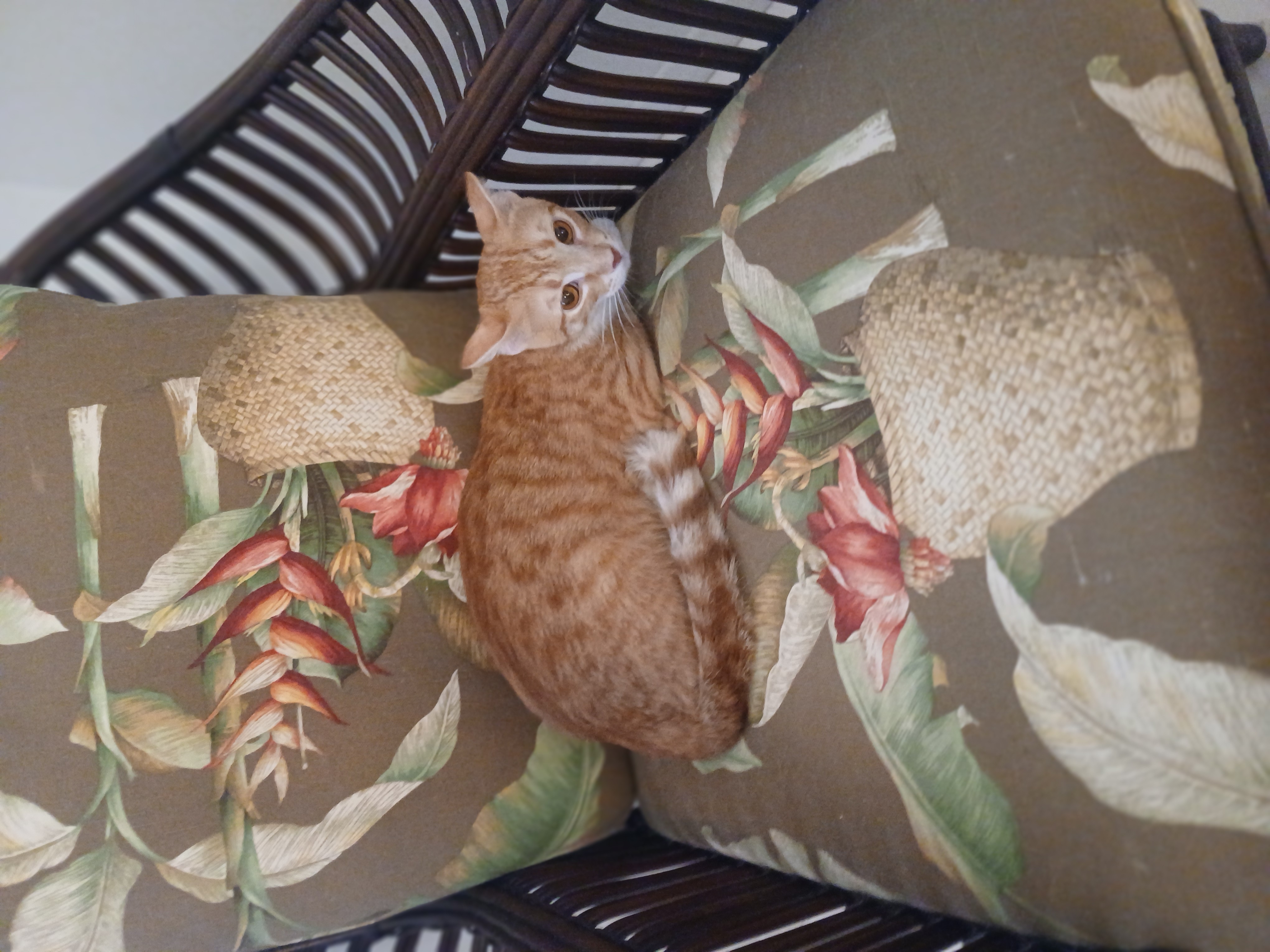 Apricot, a hold mixed breed in Desert Hot Springs, CA image 2/4