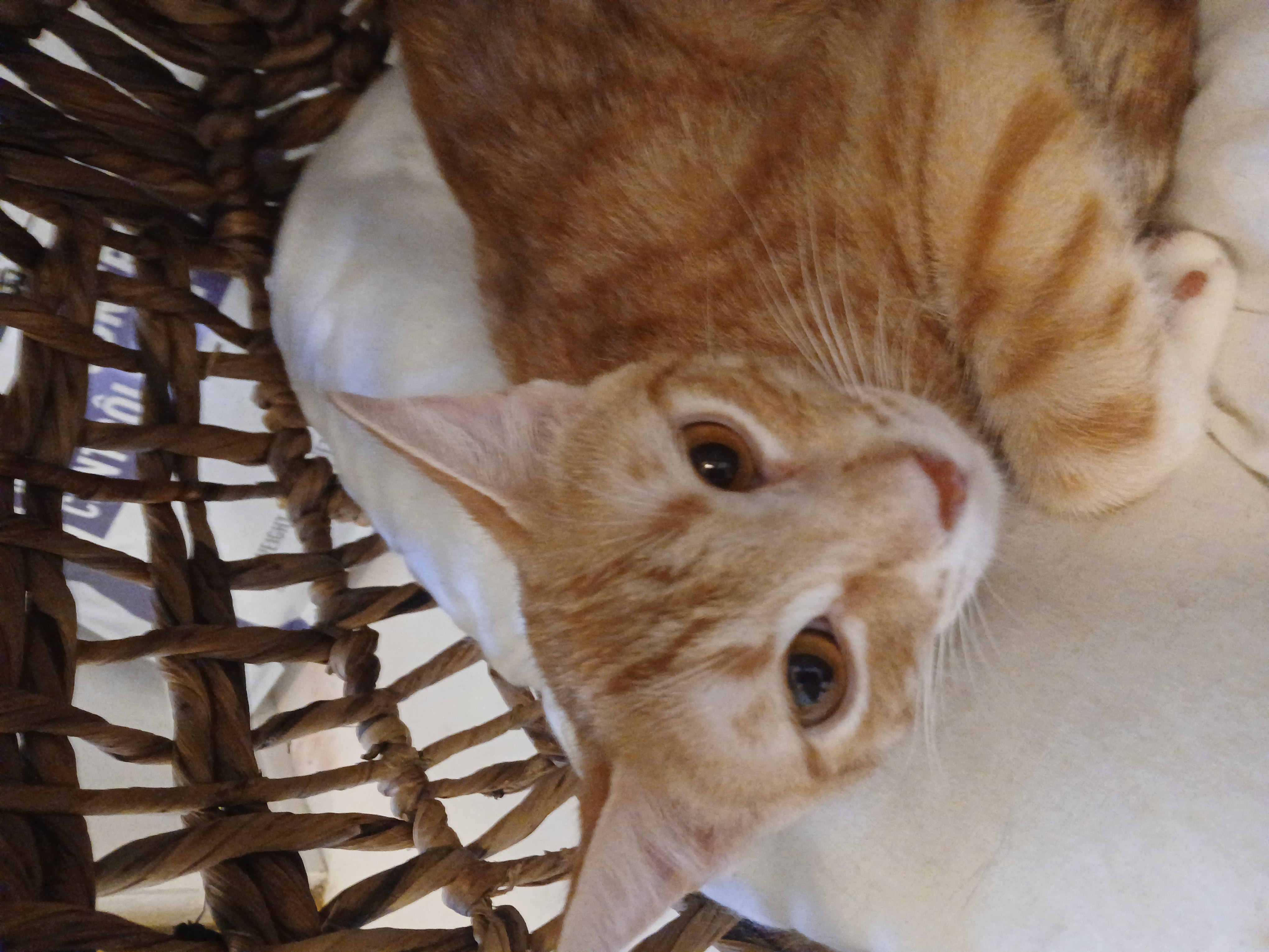 Apricot, a hold mixed breed in Desert Hot Springs, CA image 3/4