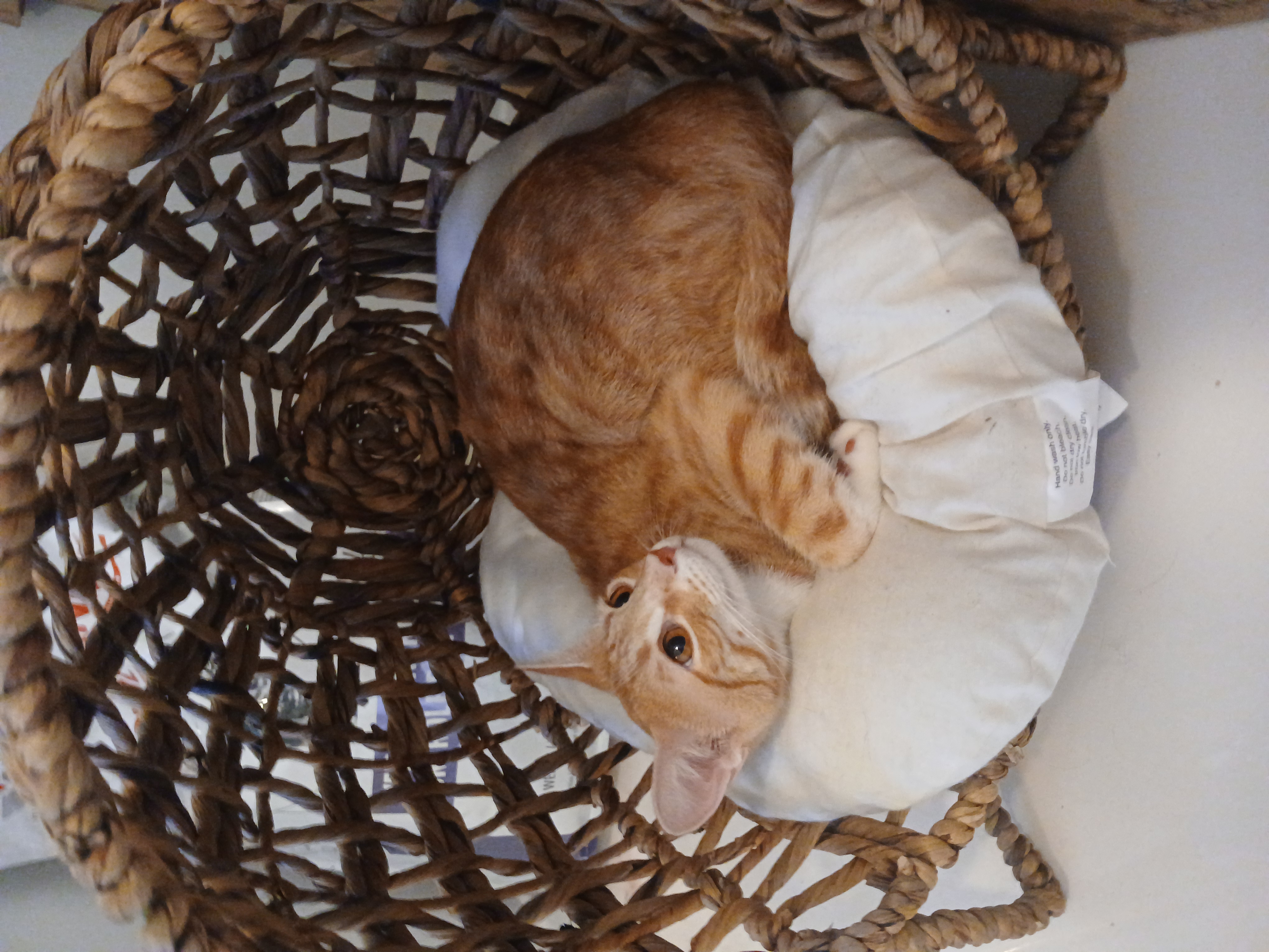 Apricot, a hold mixed breed in Desert Hot Springs, CA image 4/4