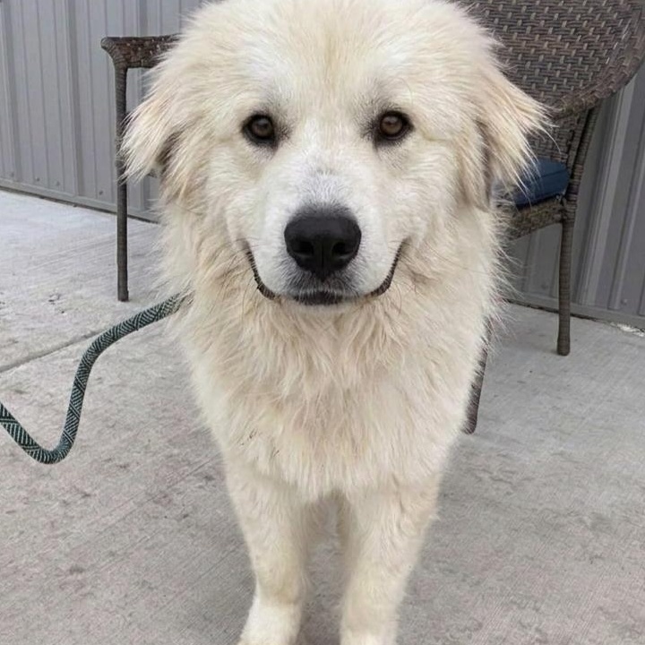 Enlarge Ace, a ADOPTABLE Great Pyrenees in Minooka, IL image 1/4
