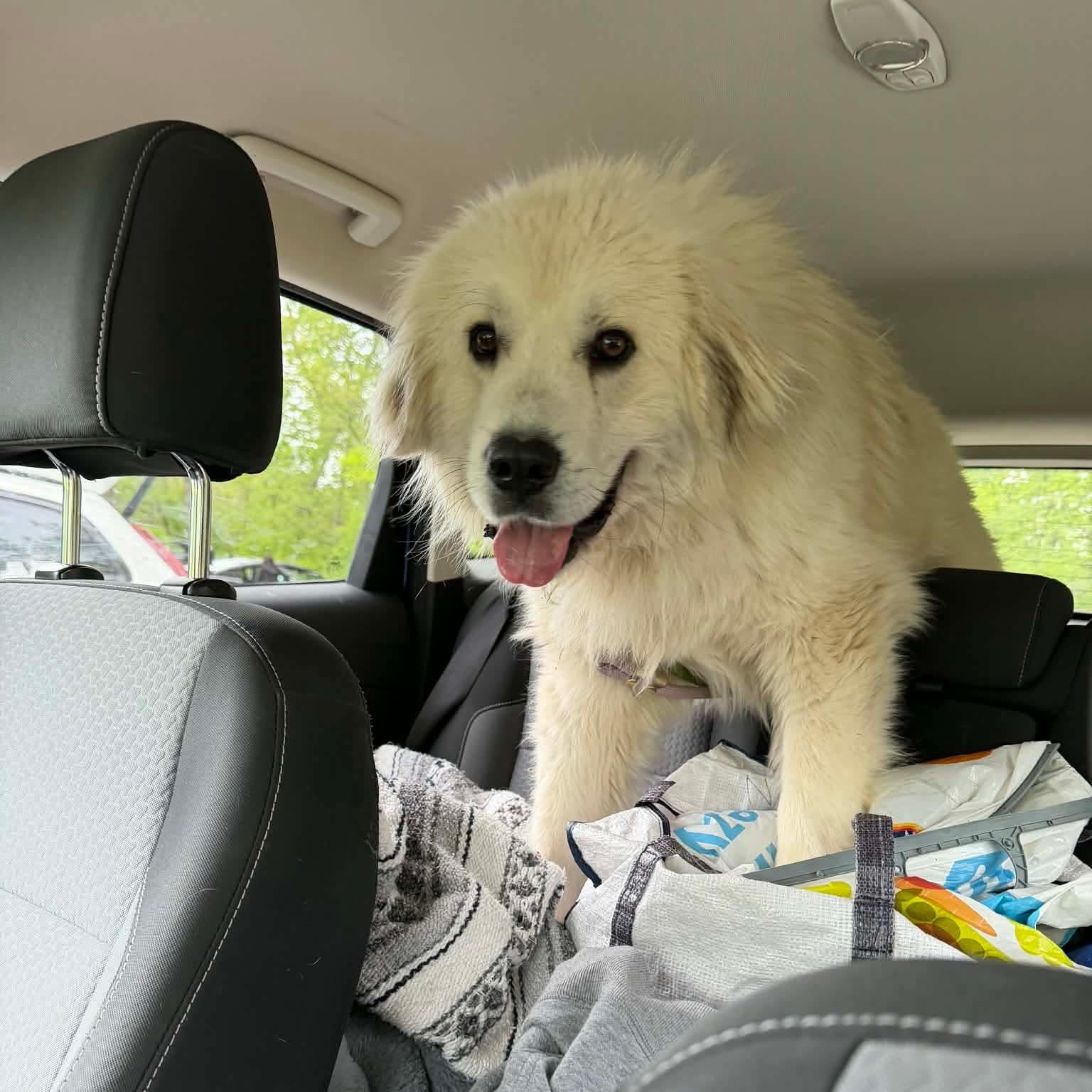 Enlarge Ace, a ADOPTABLE Great Pyrenees in Minooka, IL image 3/4