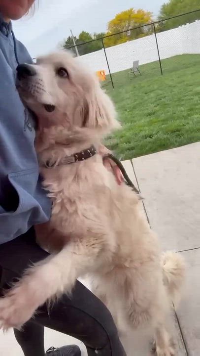 Enlarge Ace, a ADOPTABLE Great Pyrenees in Minooka, IL video 4/4