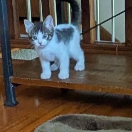 Fred, an adopted Tabby in St. Michael , MN image 2/2