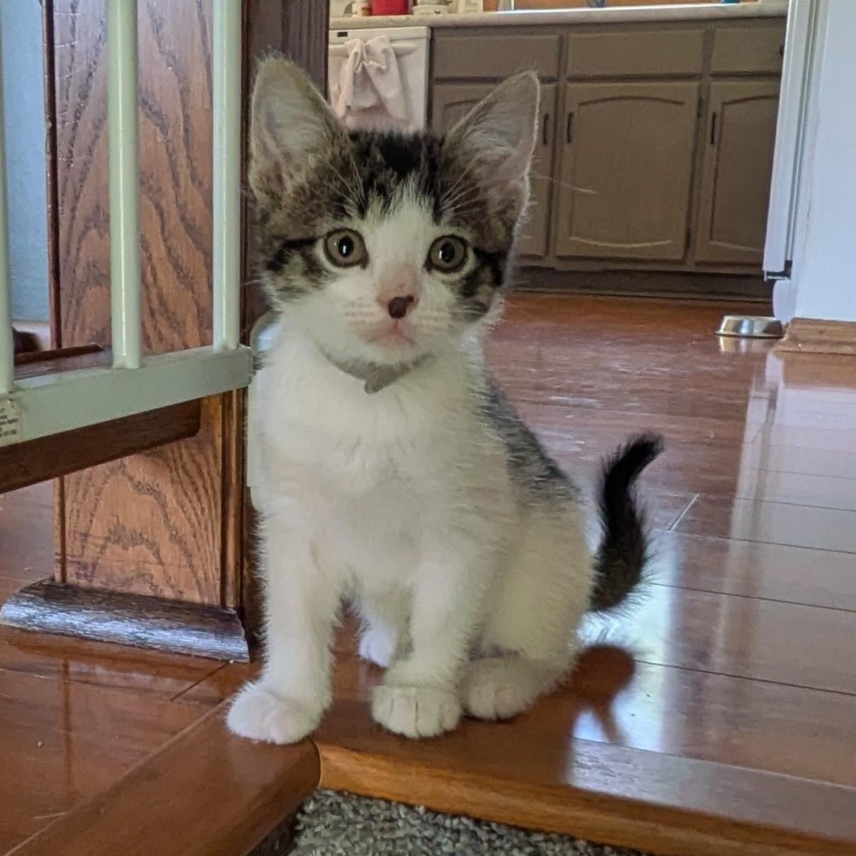 Fred, adopted, Kitten Male Tabby.