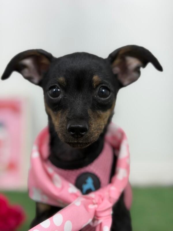 Enlarge Claude-One of our Amazing Rescue Dogs, a Adoptable mixed breed in Newport Beach, CA image 1/1