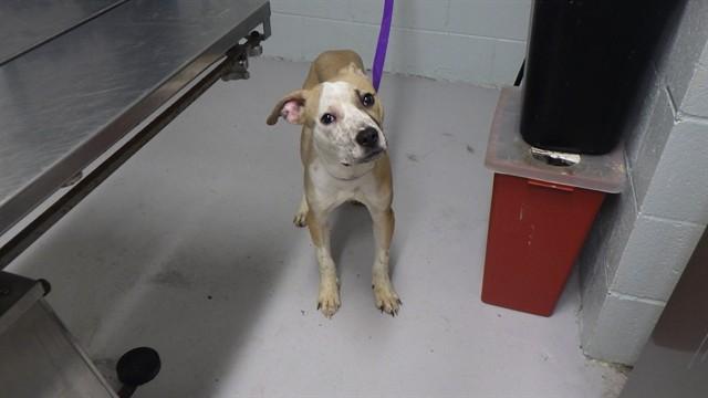 Enlarge RAIZEN, a Adoptable mixed breed in Augusta, GA image 1/1