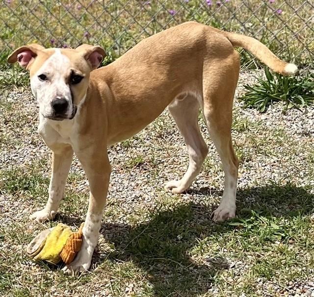 RAIZEN, Adoptable, Young Male Pit Bull Terrier & Mixed Breed.
