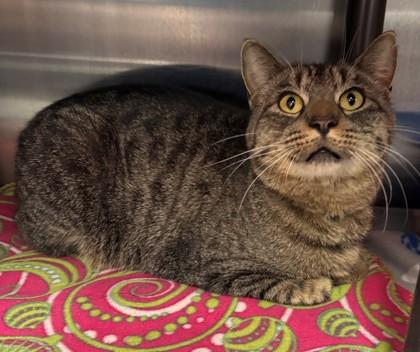 Vitani, Adoptable, Adult Male Domestic Short Hair & Domestic Short Hair.