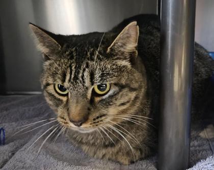 Enlarge Vitani, a Adoptable Domestic Short Hair in Willmar, MN image 2/2