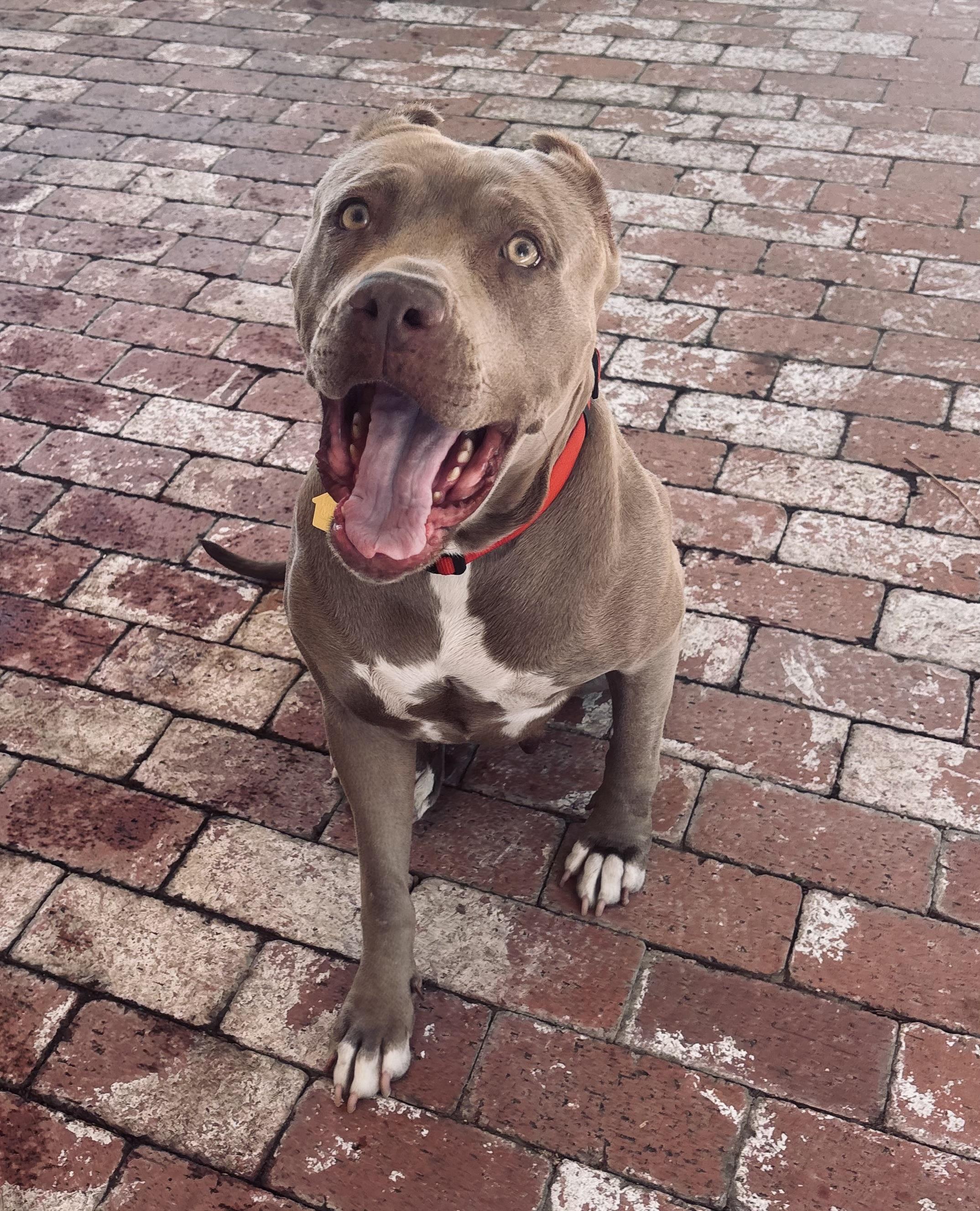 Enlarge Cherry Blossom, an adopted Pit Bull Terrier in Portland, CA image 2/6