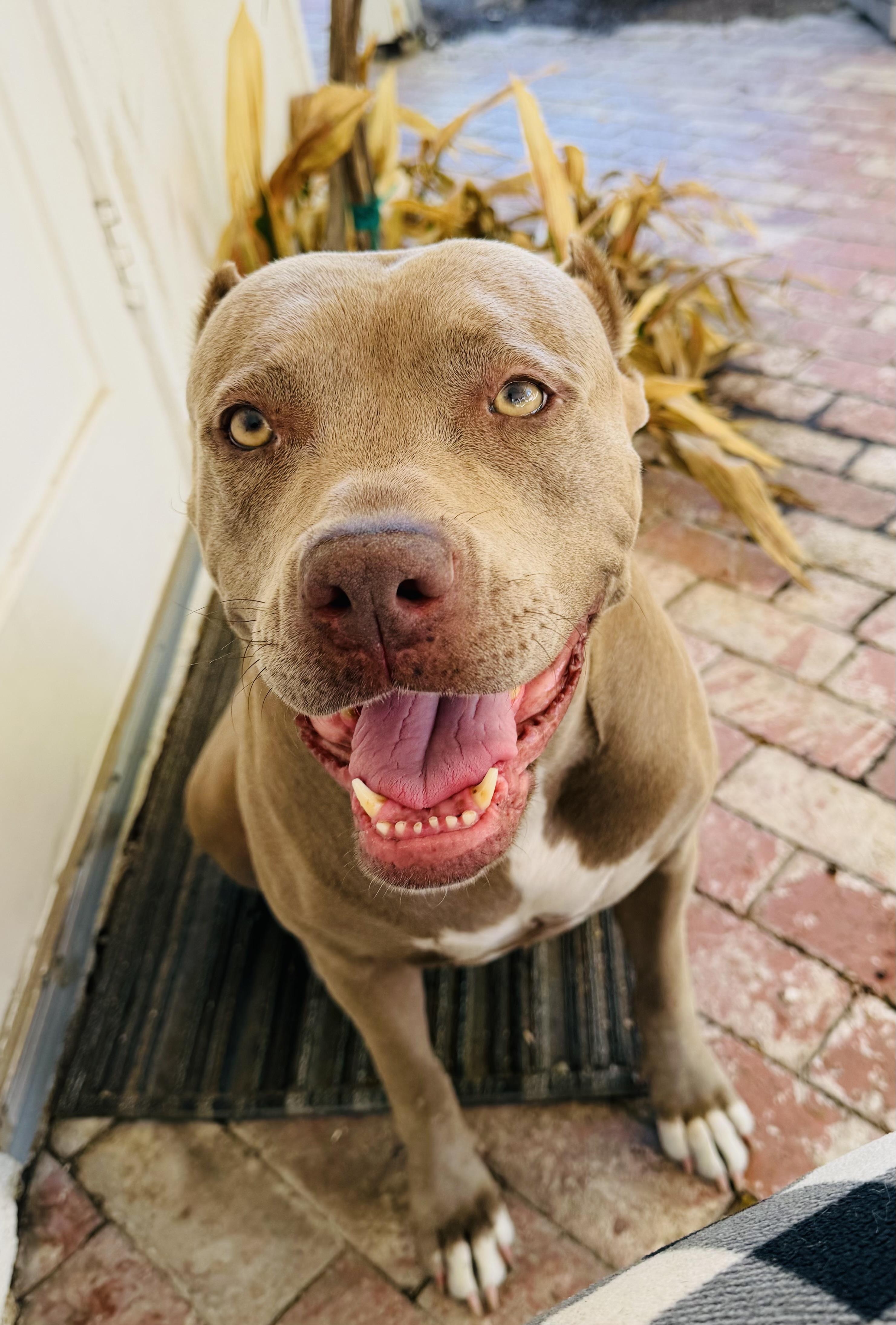 Enlarge Cherry Blossom, an adopted Pit Bull Terrier in Portland, CA image 1/6